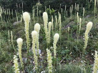 Beargrass