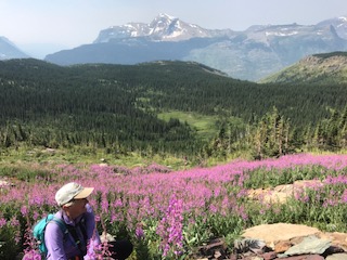 Fields of fireweed